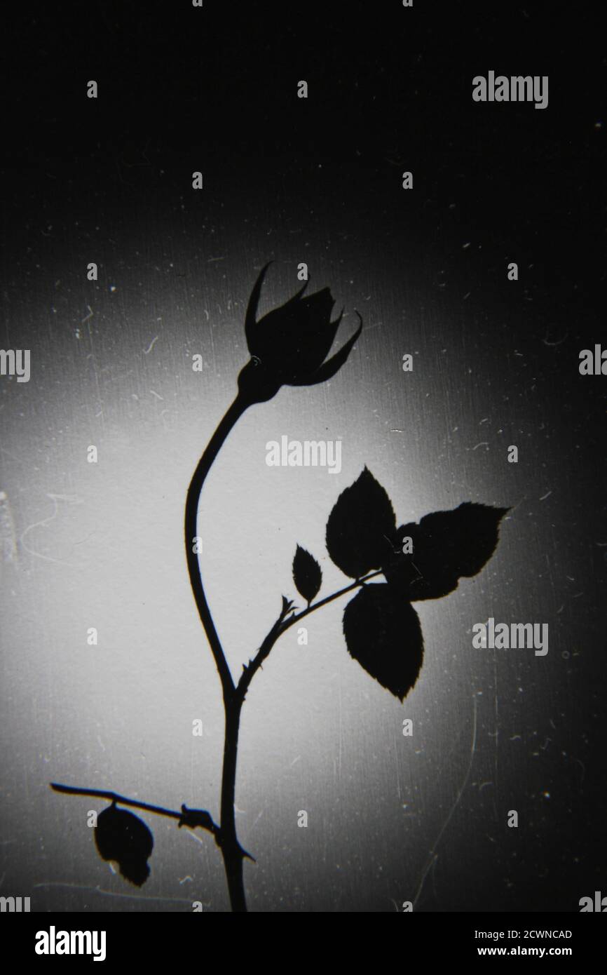 Fin Annees 1970 Vintage Noir Blanc Photographie D Une Rose Noire Magie Noire Barkarole Beaute Noire Toscane Superbe Jade Noire Baccucara Velours Noir Photo Stock Alamy Fin Annees 1970 Vintage Noir Blanc Photographie D Une Rose Noire Magie Noire Barkarole Beaute Noire Toscane Superbe Jade Noire Baccucara Velours Noir Photo Stock Alamy