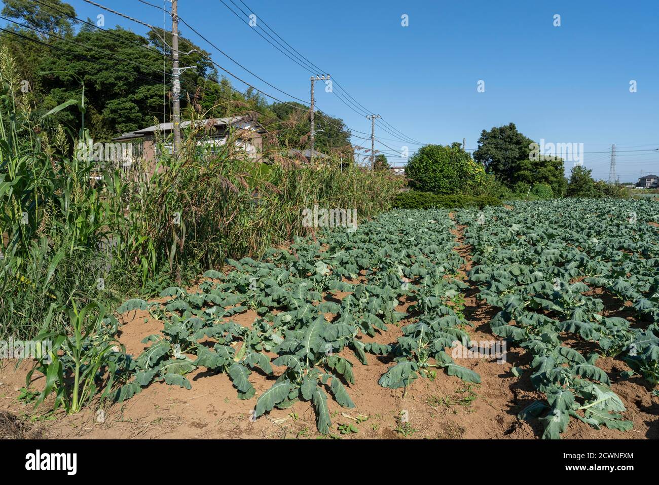 Champ de radis japonais Daikon, ville d'Isehara, préfecture de Kanagawa, Japon Banque D'Images