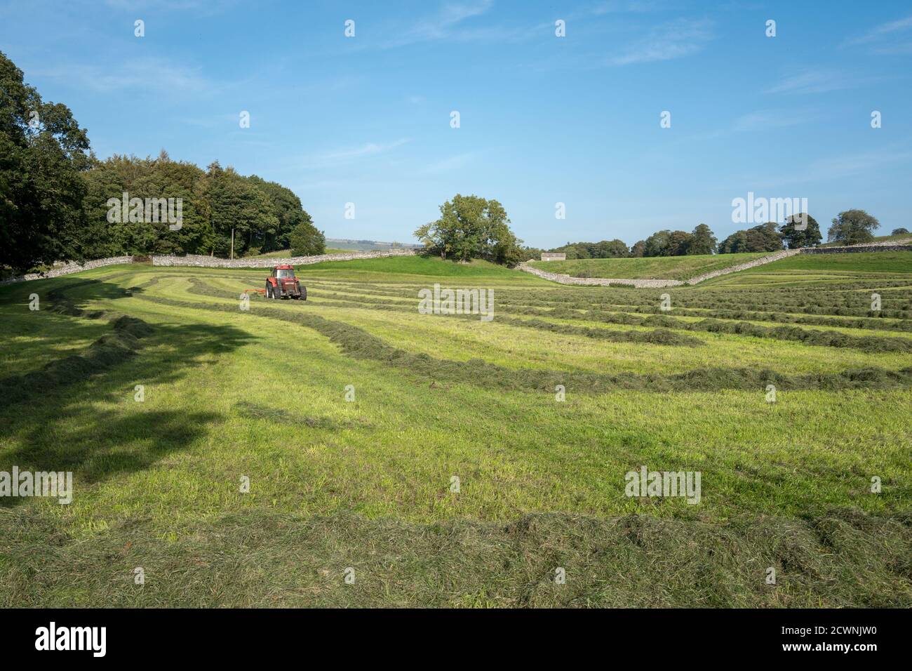 Agriculteur tournant de l'herbe fraîchement coupée pour réaliser de l'ensilage à l'aide d'un tracteur rouge. Banque D'Images