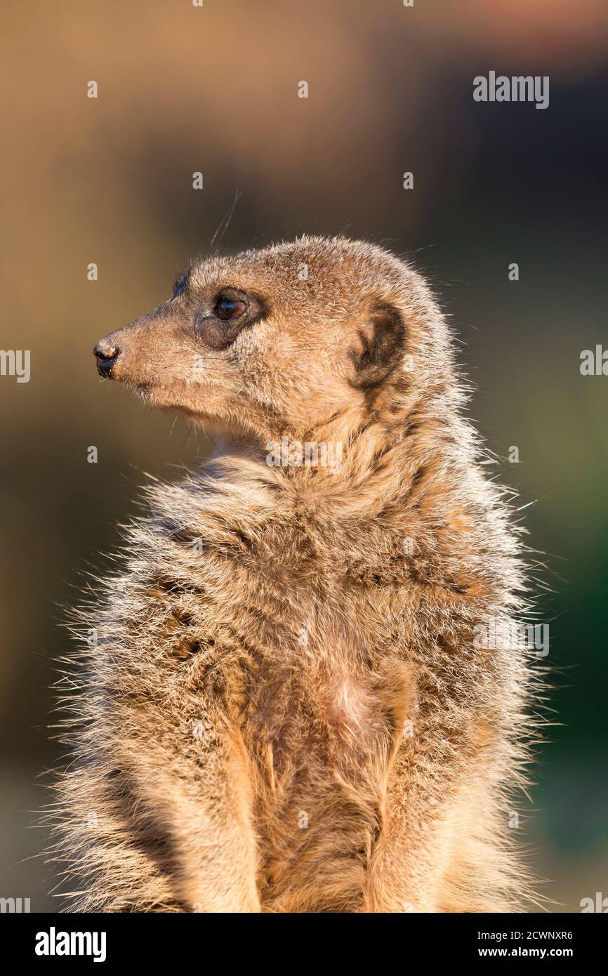 Gros plan de meerkat (Suricata suricata) assis debout dans la lumière du soleil du soir dorée, tête tournée, regardant par-dessus son épaule. Banque D'Images