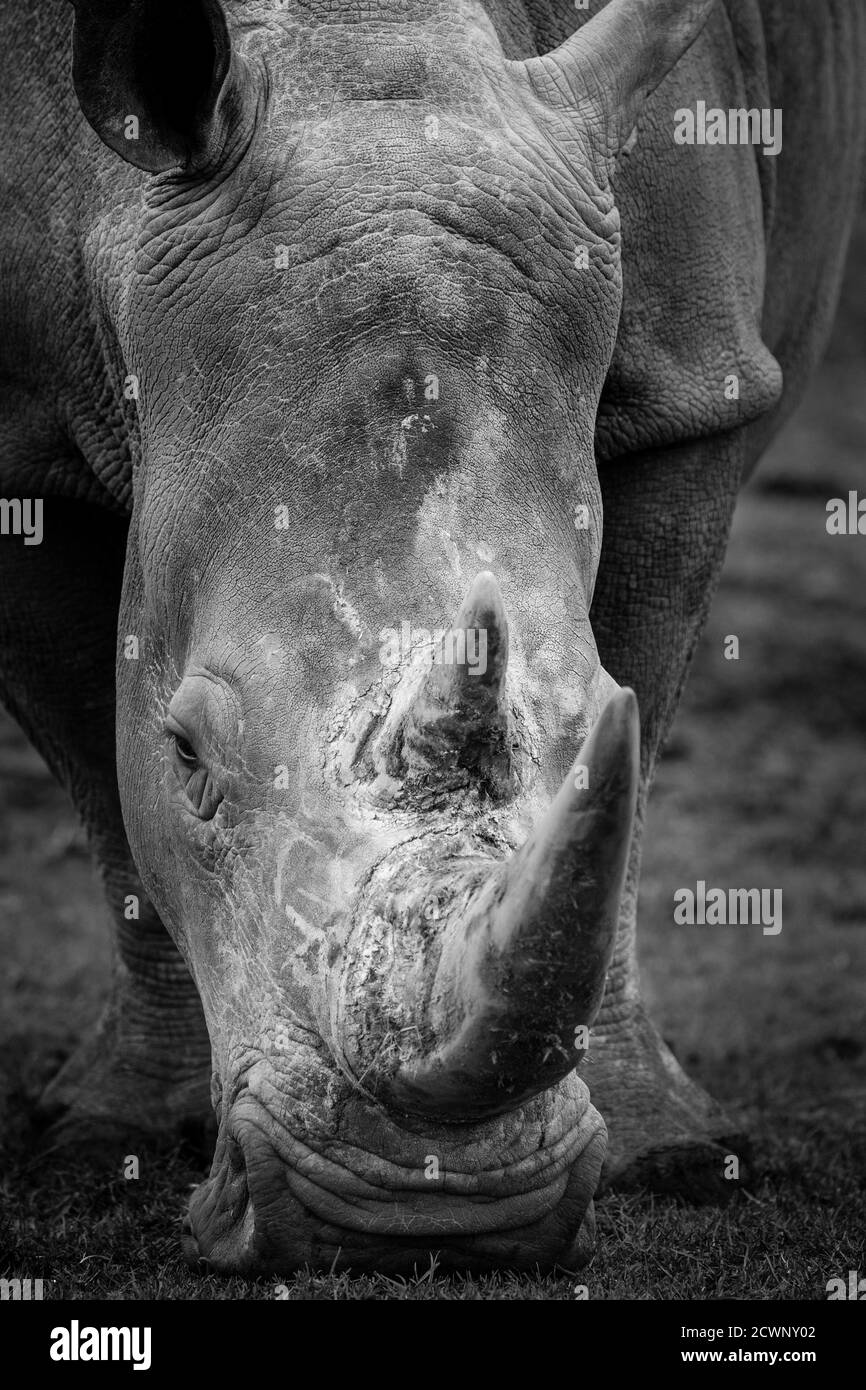 Monochrome, vue rapprochée d'un rhinocéros blanc isolé en plein air à West Midland Safari Park, Royaume-Uni. Banque D'Images