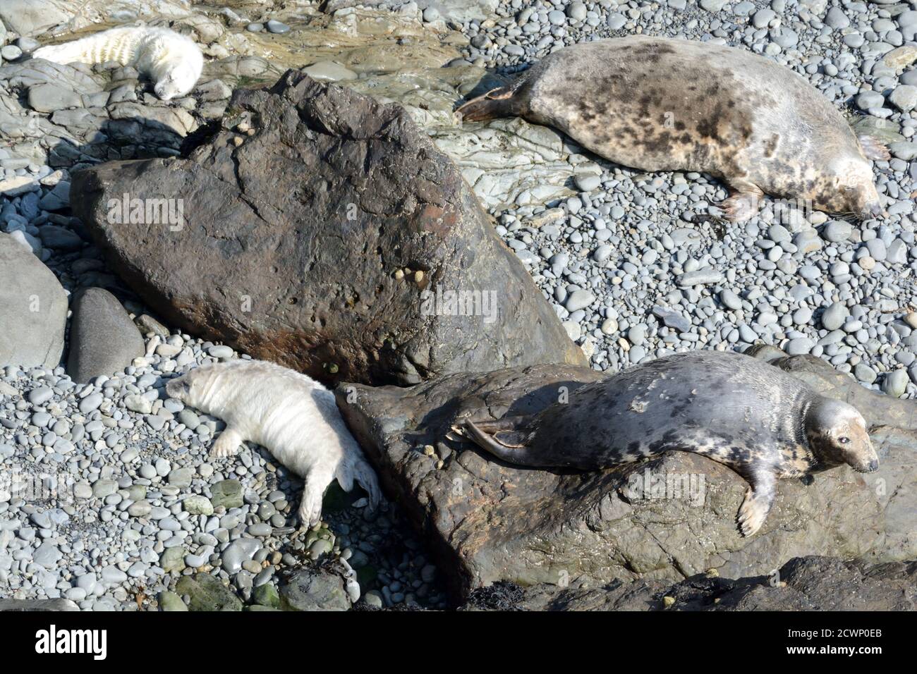 Deux mères femelles de phoques gris et deux chiots de phoques Reposant sur une plage de galets rocheux Halichoerus grypus Pembrokeshire Coast Pays de Galles Cymru Royaume-Uni Banque D'Images