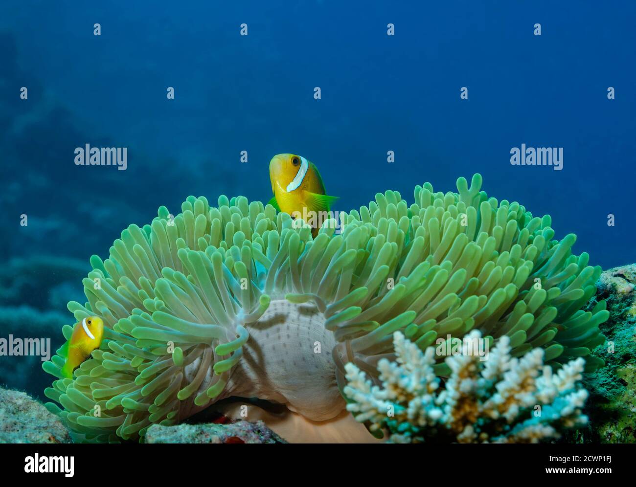 Maldive Anemonefish, Amphiprion nigripes dans la magnifique Anemone, Heterotis magifica, île de Bathala, Maldives Banque D'Images
