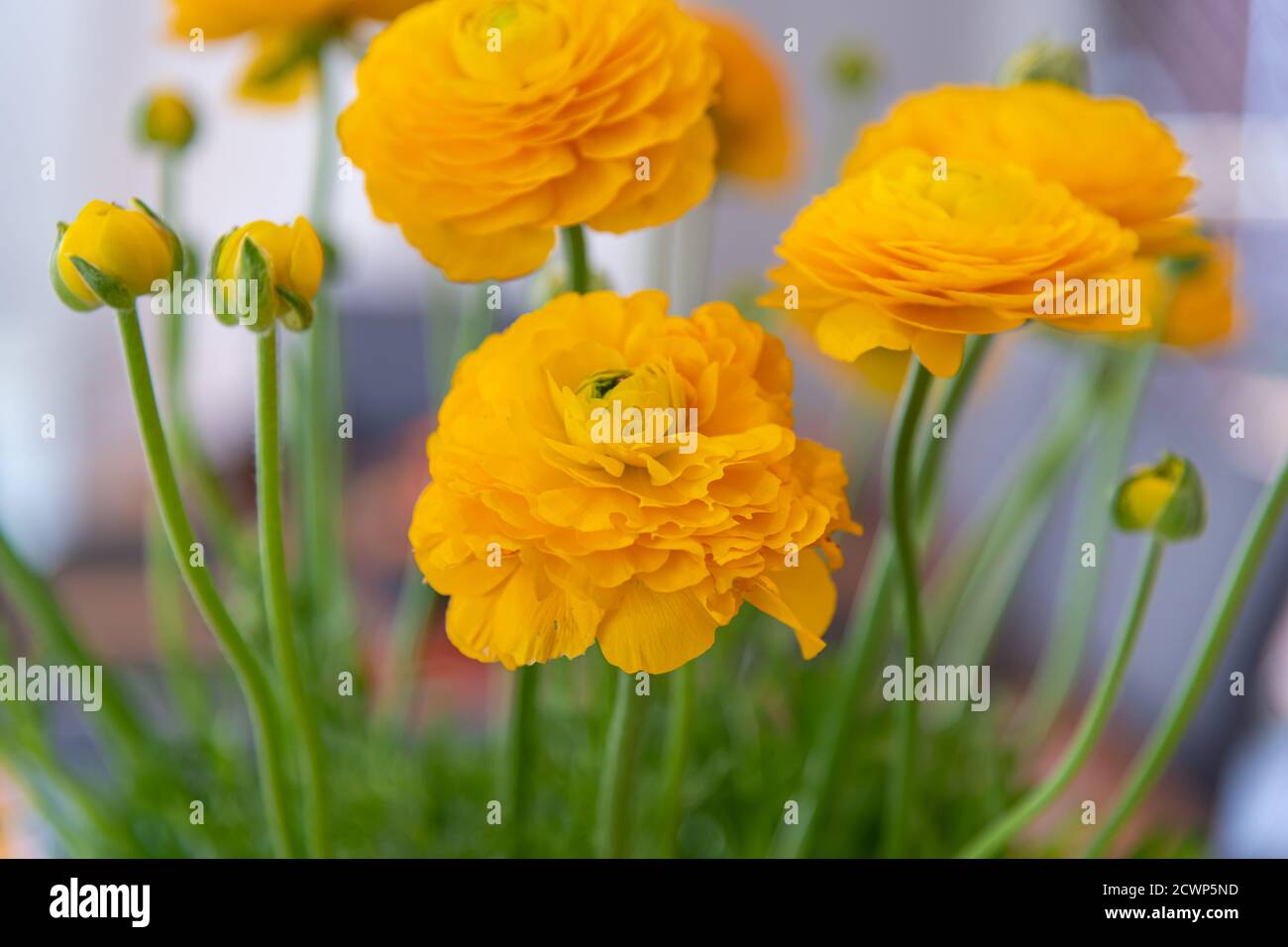 Belles fleurs de jardin jaunes - ranunculus sont les favoris du printemps dans les jardins et les fleuristes. Banque D'Images