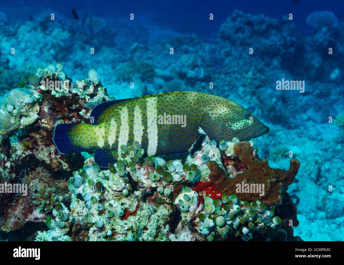 Tétras à pois bleus, Cephalophalis Argus, dans le récif de corail de Bathala, Maldives Banque D'Images