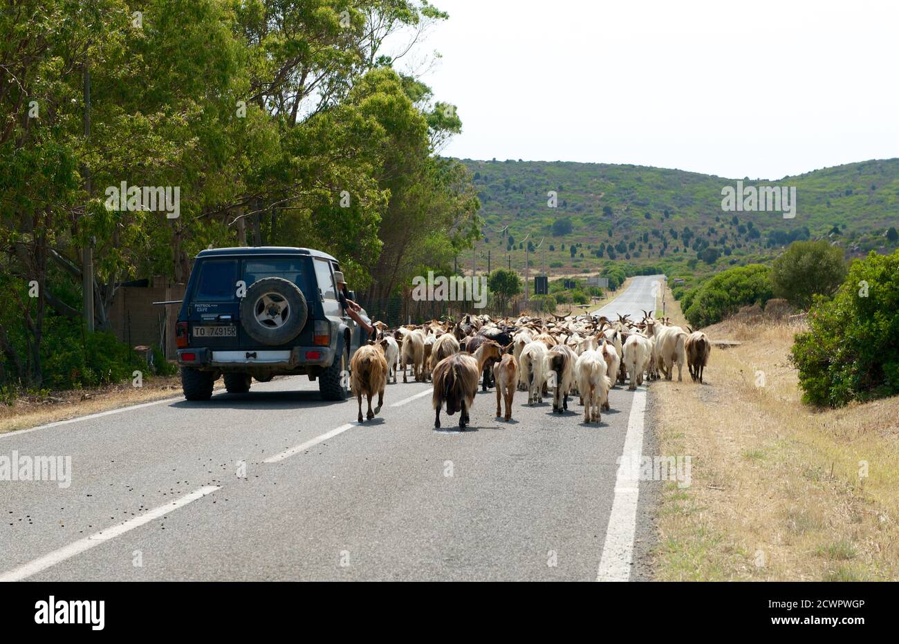 Sardaigne - 13 juin,2013: berger en voiture, groupe de chèvres sur une route et berger prenant soin des animaux de façon modurenr - dans la voiture. Chèvres dans la moun Banque D'Images