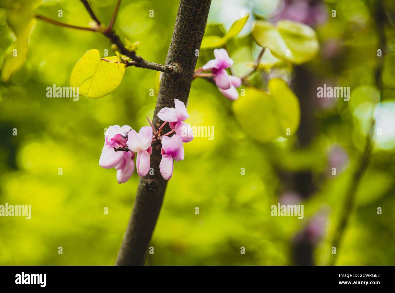 Fleurs d'acacia rose en fleur Banque D'Images
