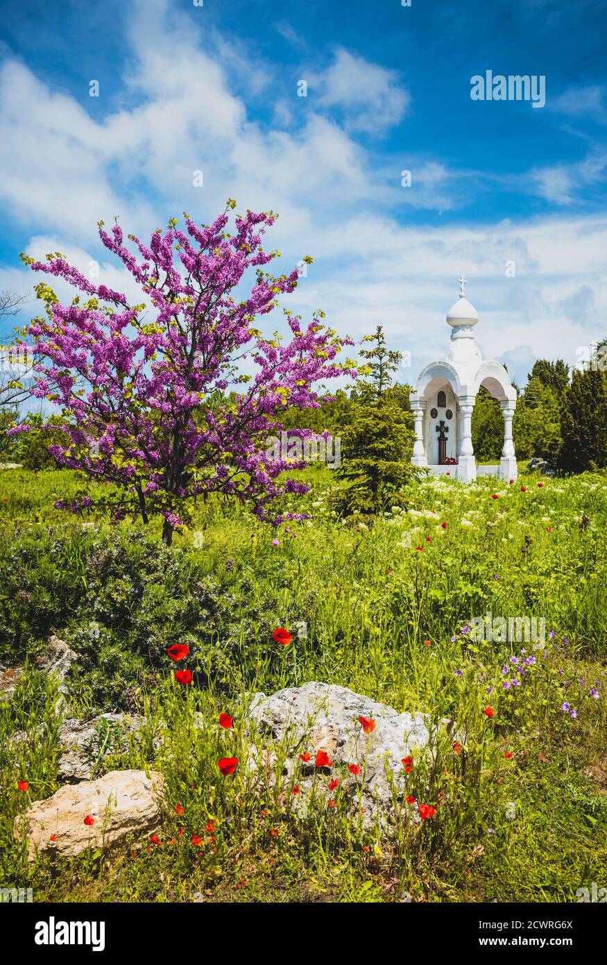 Acacia rose en fleur, Crimée Banque D'Images