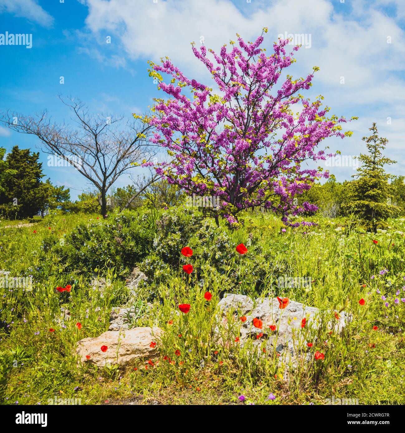 Acacia rose en fleur, Crimée Banque D'Images