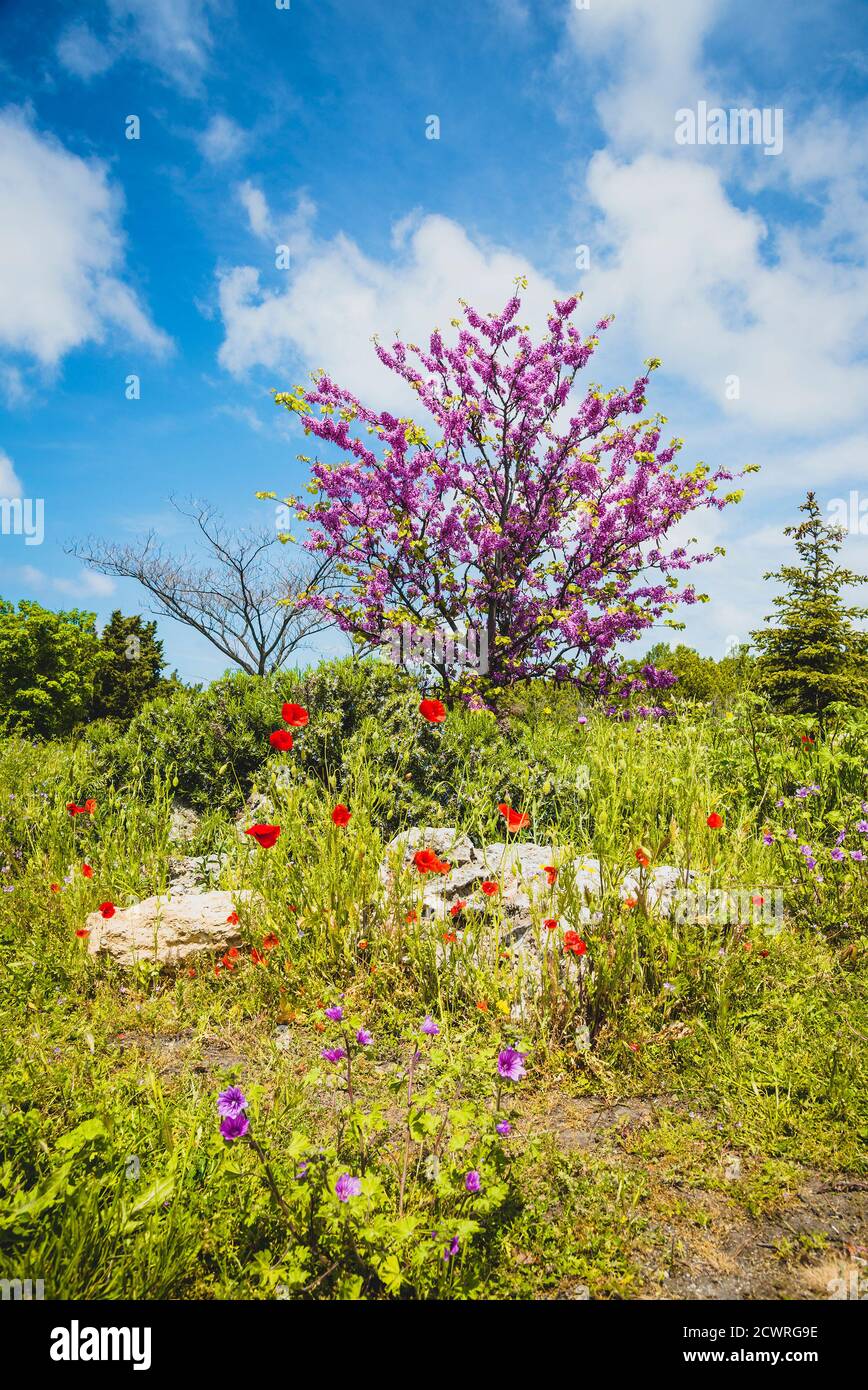 Heure de printemps dans le parc de Sébastopol Banque D'Images