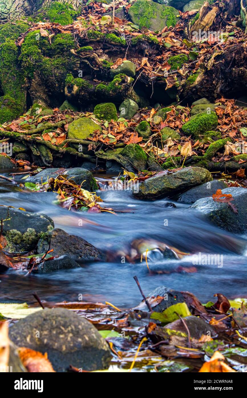 Une cascade d'eau dans le ruisseau d'automne avec des feuilles mortes sur une rive rocheuse. L'eau coule autour des pierres de la rivière. Banque D'Images