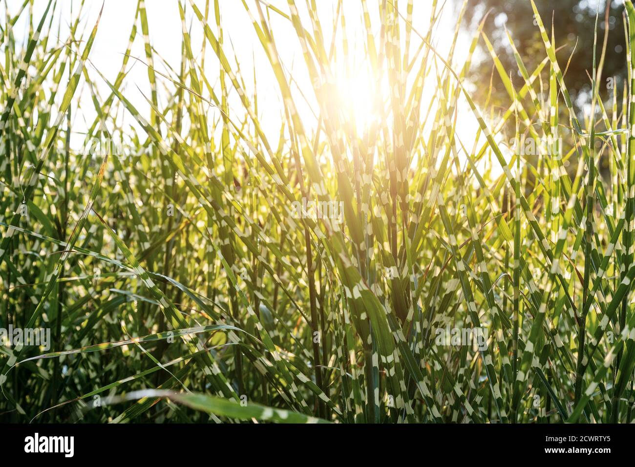Vue panoramique Miscanthus Sinensis Strictus Zebrinus laisse dans la cour de la maison jardin ornemental avec pelouse en herbe verte et lampes solaires rétroéclairées arrière-plan Banque D'Images