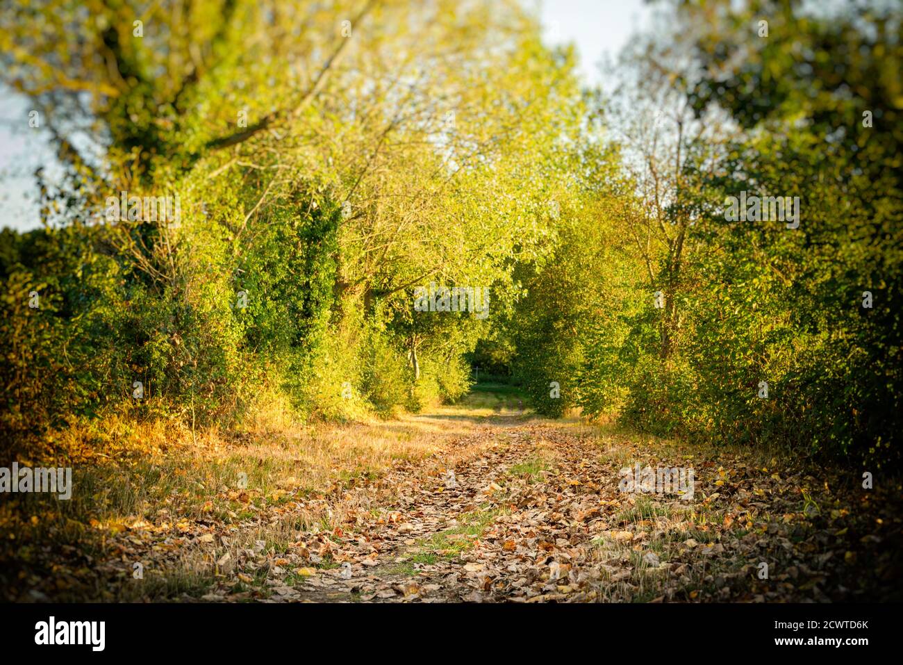 Large chemin avec des arbres et des feuilles tombées en automne dedans un endroit rural avec lumière du soleil du soir Banque D'Images