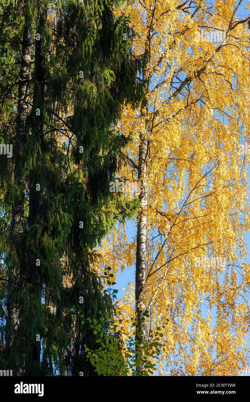 Bouleau et feuillage aux couleurs de l'automne par beau temps Banque D'Images