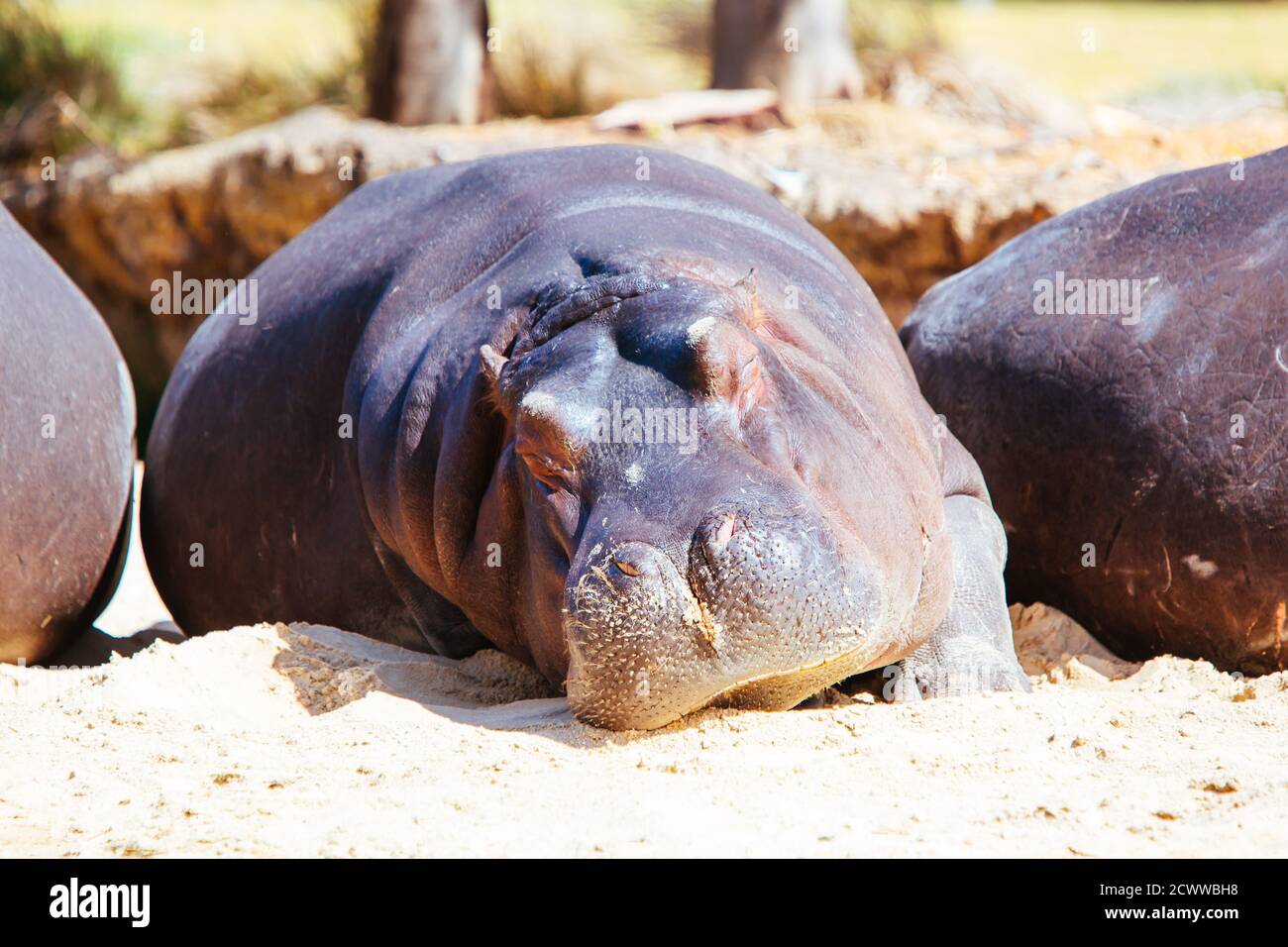 Fat Hippo Banque D Image Et Photos Alamy