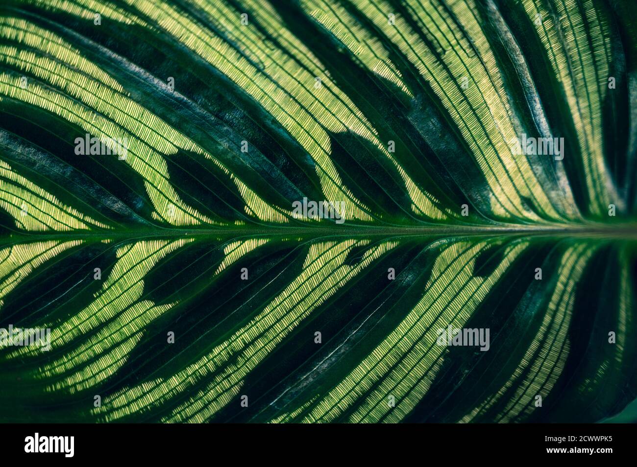 Coloré de fleurs feuilles tropicales sur sombre feuillage tropical nature fond feuillage vert foncé nature Banque D'Images