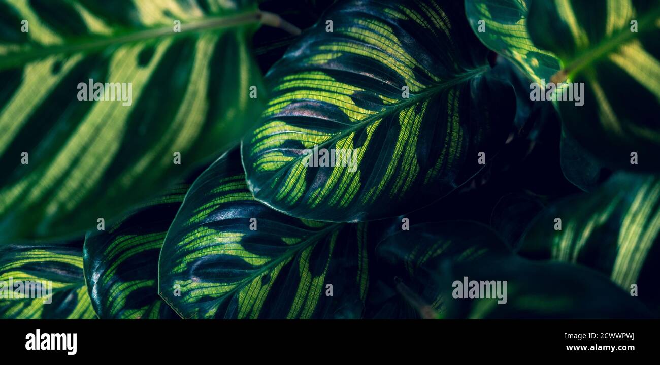 Coloré de fleurs feuilles tropicales sur sombre feuillage tropical nature fond feuillage vert foncé nature Banque D'Images