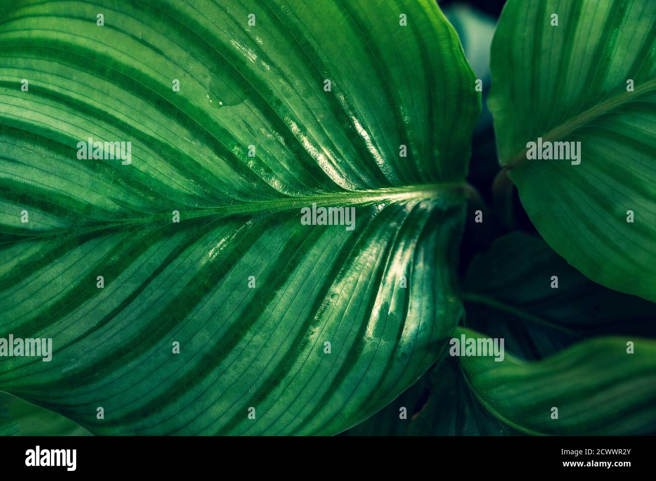 Coloré de fleurs feuilles tropicales sur sombre feuillage tropical nature fond feuillage vert foncé nature Banque D'Images