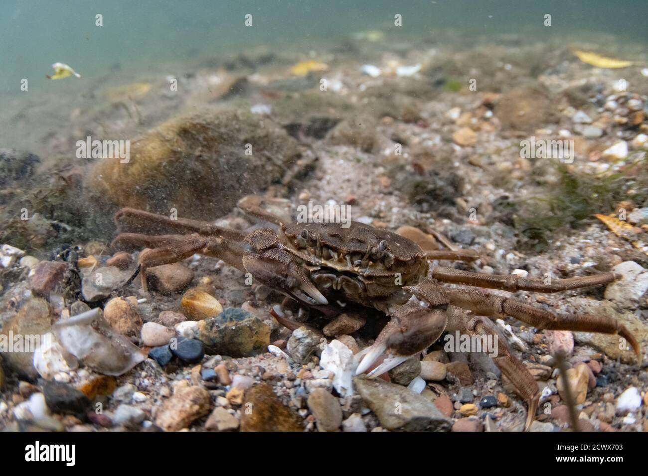 Crabe chinois mitten Banque D'Images