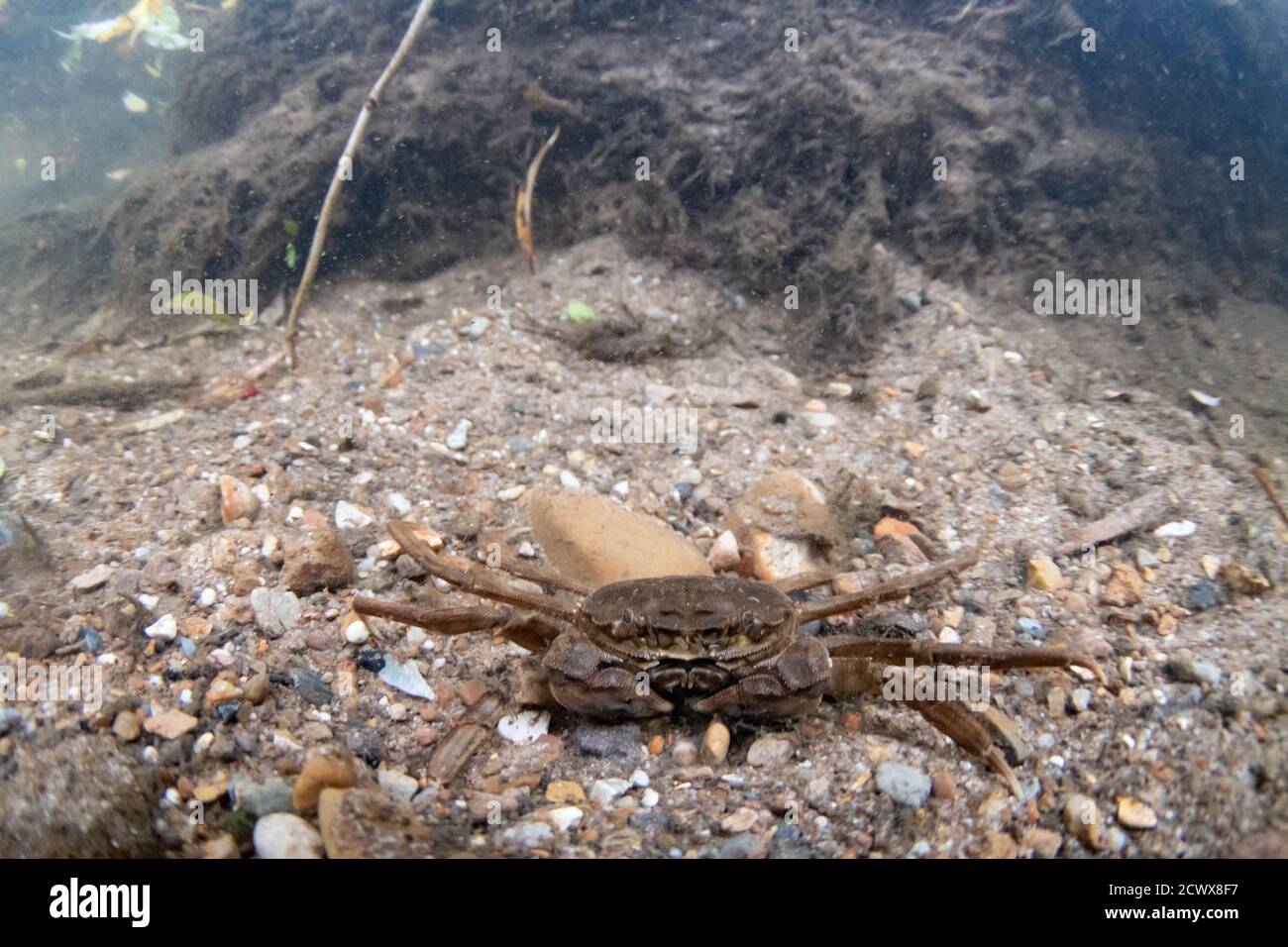 Crabe chinois mitten Banque D'Images