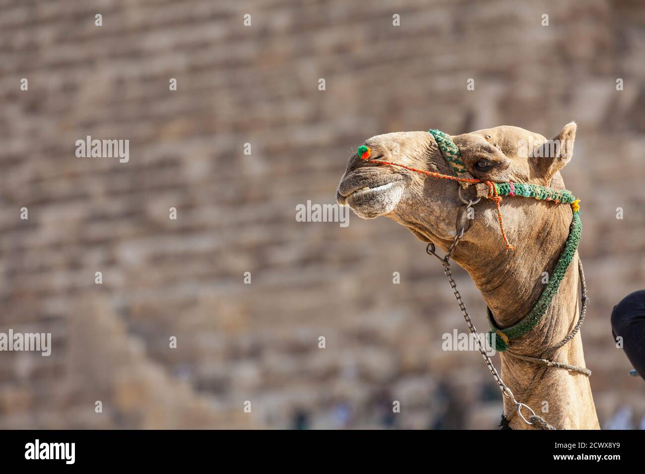 Chameau aux pyramides de Gizeh, au Caire Banque D'Images
