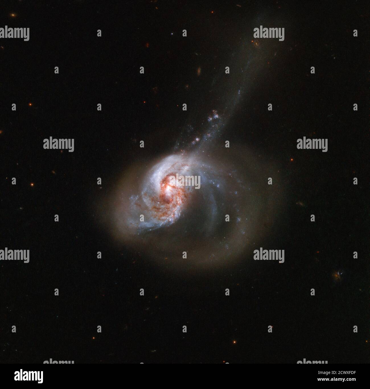 Hubble attrape un anneau de Stellar Wildfire NGC 1614, capturé ici par le télescope spatial Hubble NASA/ESA, est une galaxie de forme excentrique avec de l'activité. La galaxie est située à environ 200 millions d'années-lumière de la Terre et est nichée dans la constellation sud de l'Eridanus (la rivière). Le NGC 1614 est le résultat d'une fusion galactique active, qui crée son aspect particulier, y compris une queue de marée. La collision cosmique entraîne également un flux turbulent de gaz interstellaire provenant de la plus petite des deux galaxies impliquées dans le noyau de la plus grande, ce qui entraîne une explosion de formation d'étoiles Banque D'Images