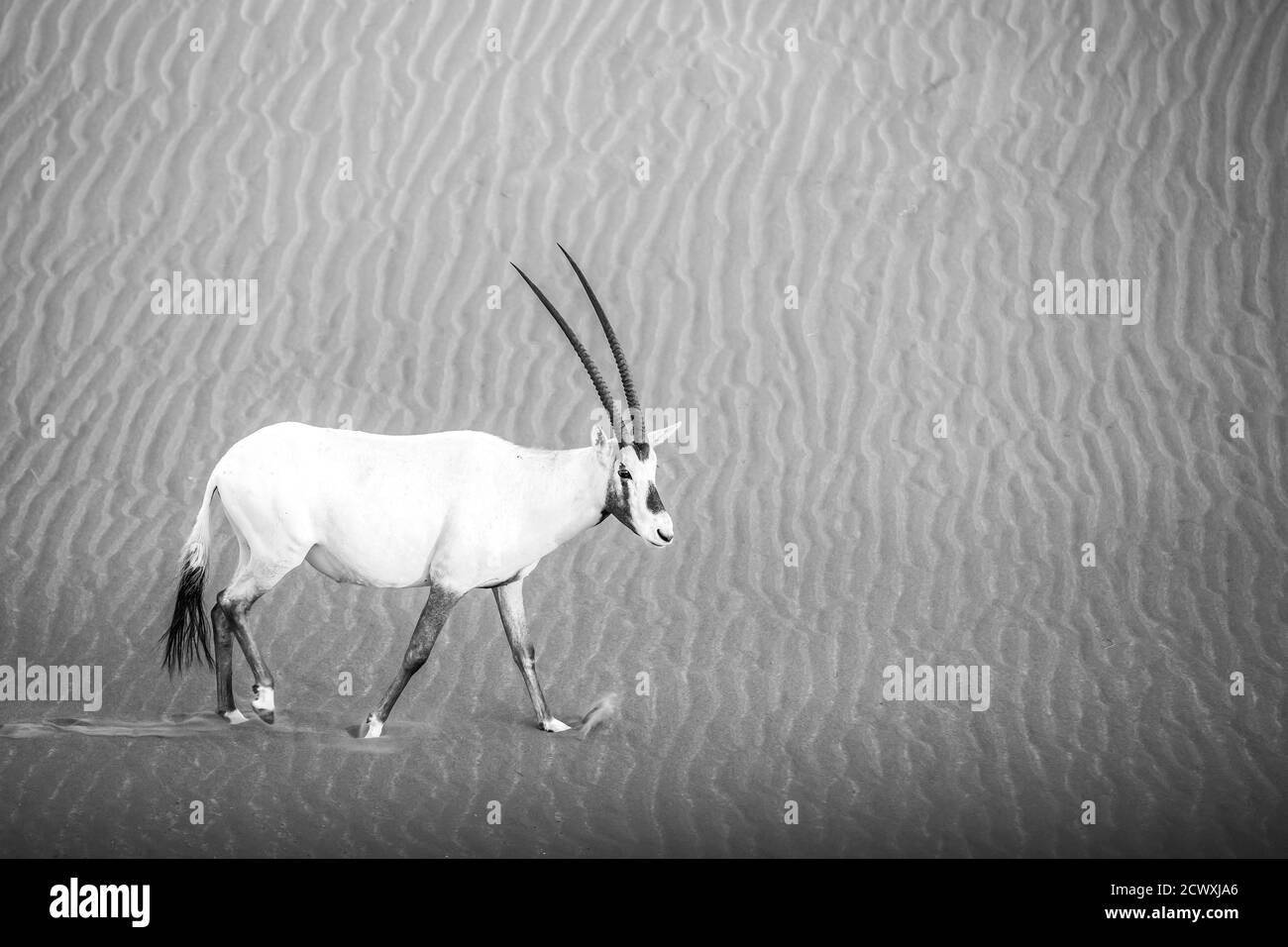 Oryx arabe dans un désert près de Dubaï Banque D'Images