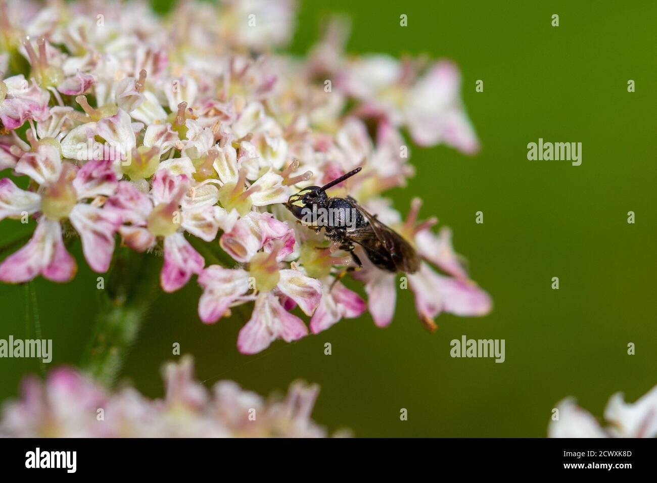 Faune du Royaume-Uni: Abeille commune à face jaune (probablement: Hylaeus (Hylaeus) communis) se nourrissant sur des fleurs d'herbe à poux, Yorkshire, Royaume-Uni Banque D'Images