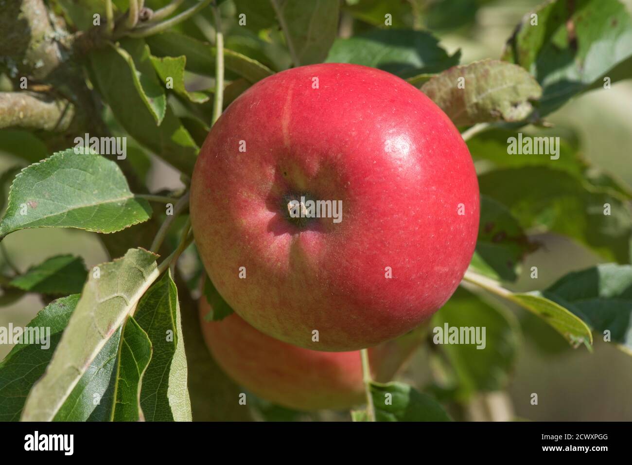 Découverte rouge mûr mangeant de la pomme sur l'arbre en été, Berkshire, Royaume-Uni Banque D'Images