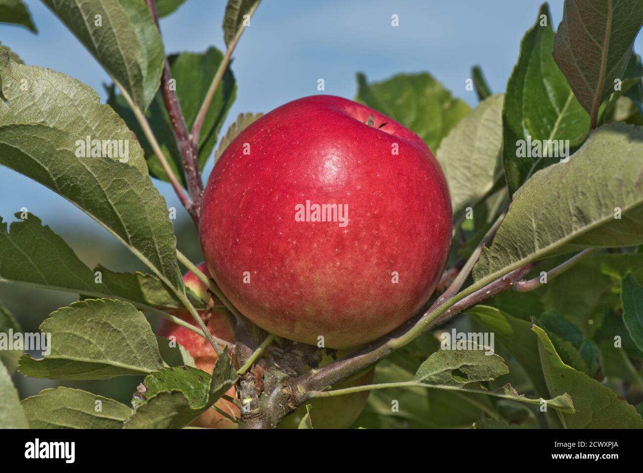 Découverte rouge mûr mangeant de la pomme sur l'arbre en été, Berkshire, Royaume-Uni Banque D'Images