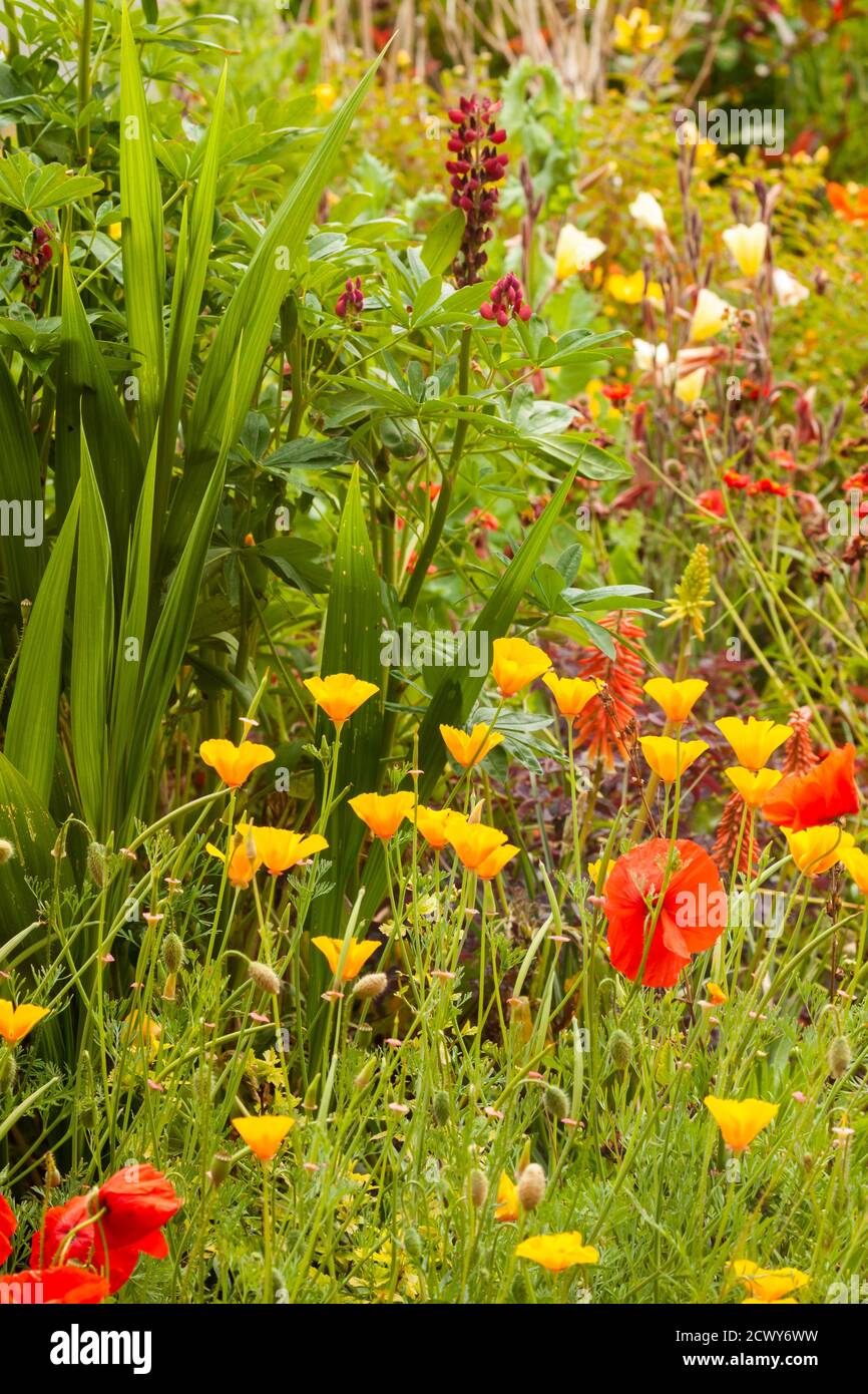 Fleurs de jardin magnifiques qui poussent dans un lit de fleurs. Plantes saisonnières en Angleterre pendant l'été Banque D'Images