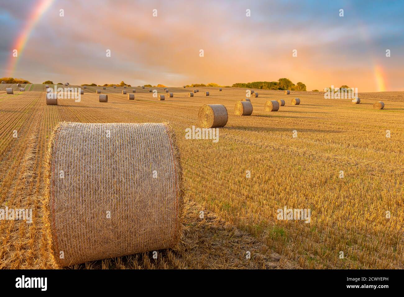 Paysage d'un grand champ de foin avec de nombreuses balles de paille, Jutland, Danemark Banque D'Images