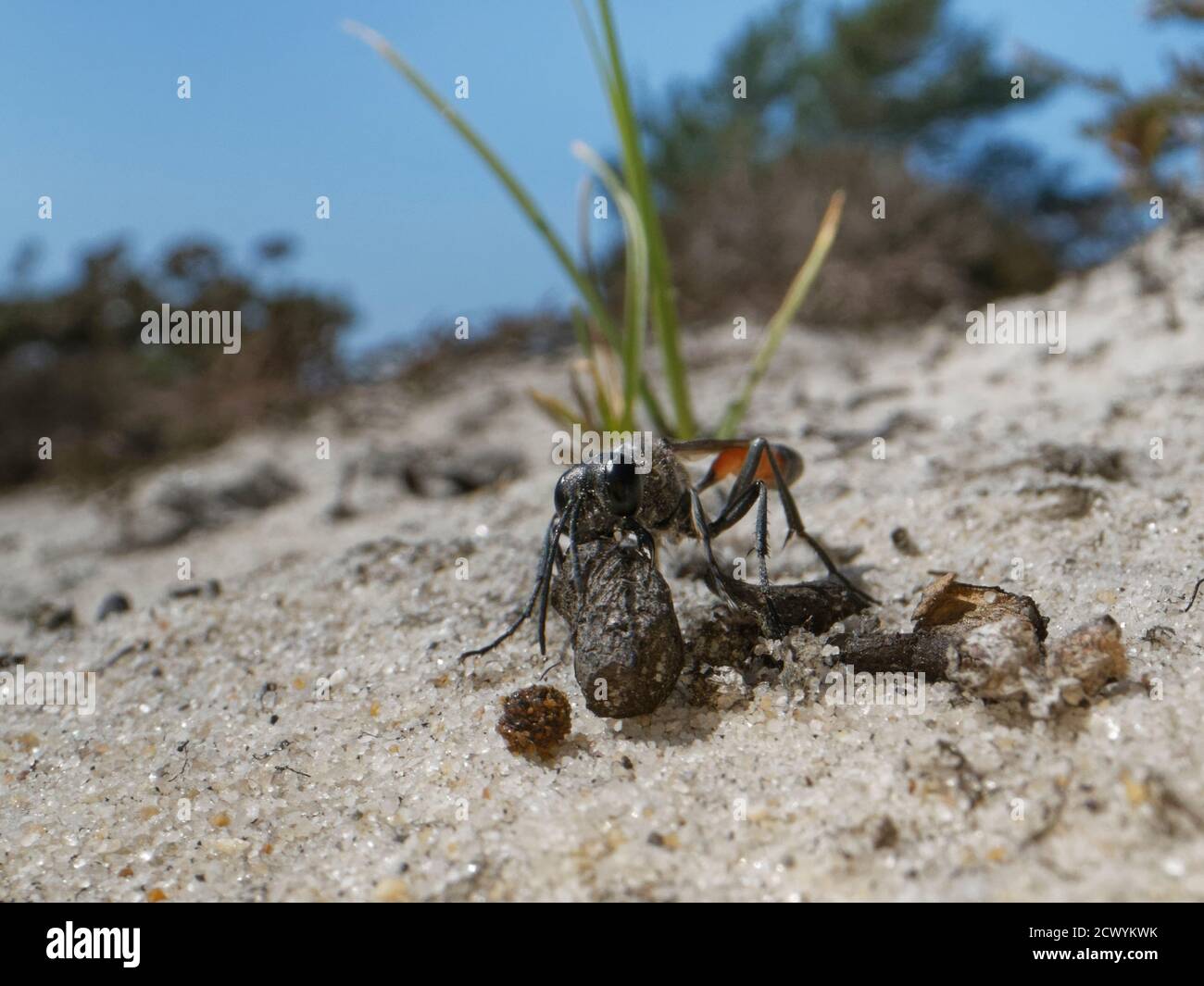 Guêpe de sable Heath (Ammophila pubescens) ramassant un petit bâton à placer dans son entrée de terriers de nid pour exclure les parasites en l'absence, Dorset, Royaume-Uni. Banque D'Images
