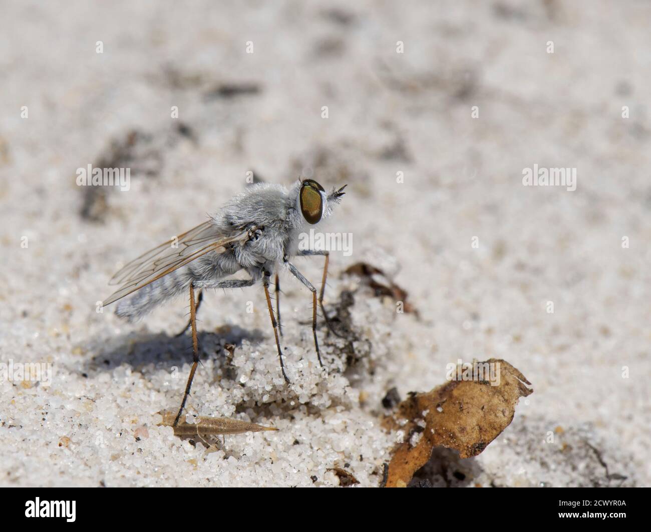 Mouche à aiguilles argentée côtière (Acrosathe annulata) mâle debout sur un sentier sablonneux, Dorset heathland, Royaume-Uni, juin. Banque D'Images