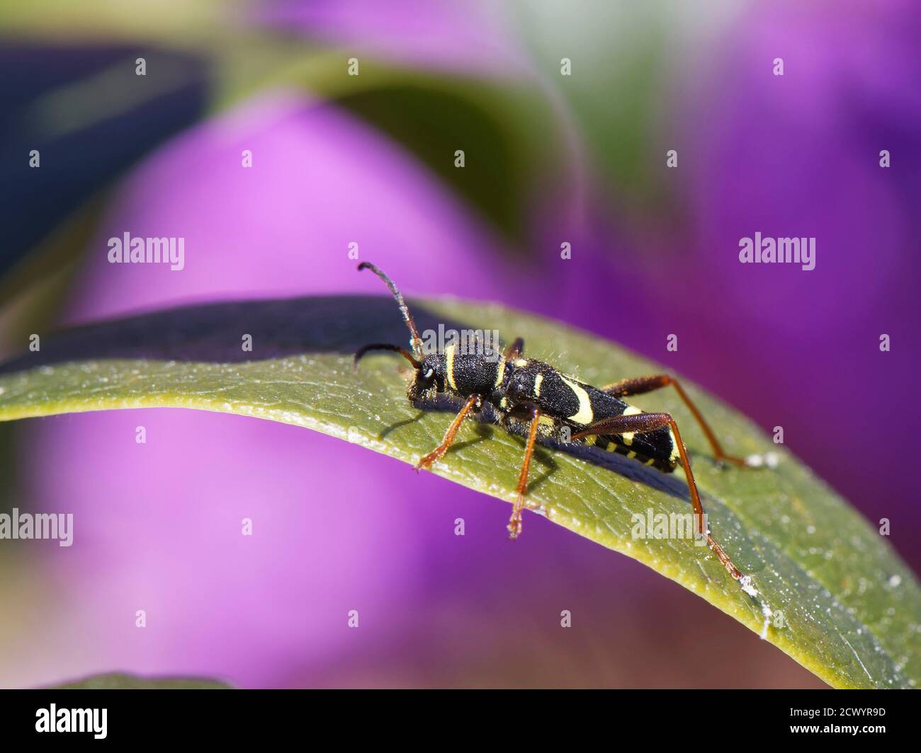 Scarabée de guêpe (Clytus arietis) debout sur une feuille lors d'une visite d'un buisson de rhododendron, Dorset heathland, Royaume-Uni, mai. Banque D'Images