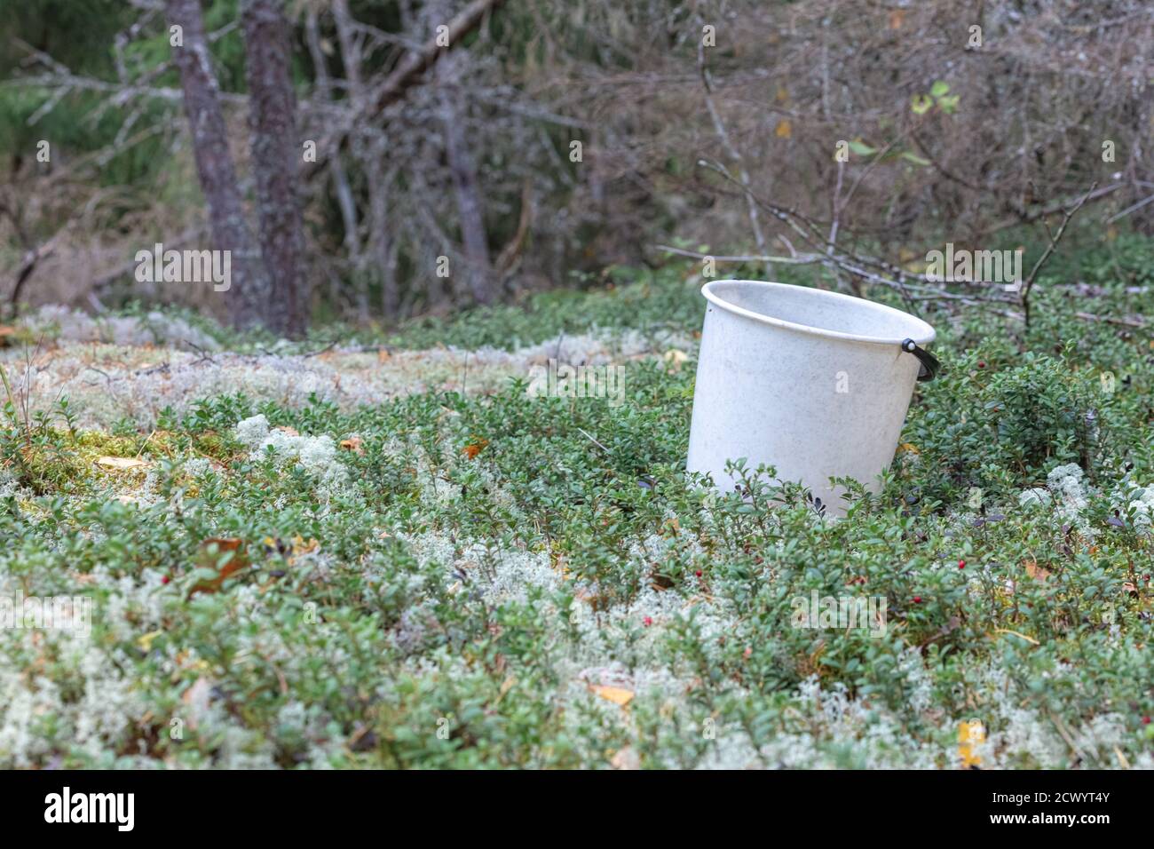 Seau blanc pour cueillir des baies et des champignons au bord de la forêt. Photo de haute qualité Banque D'Images