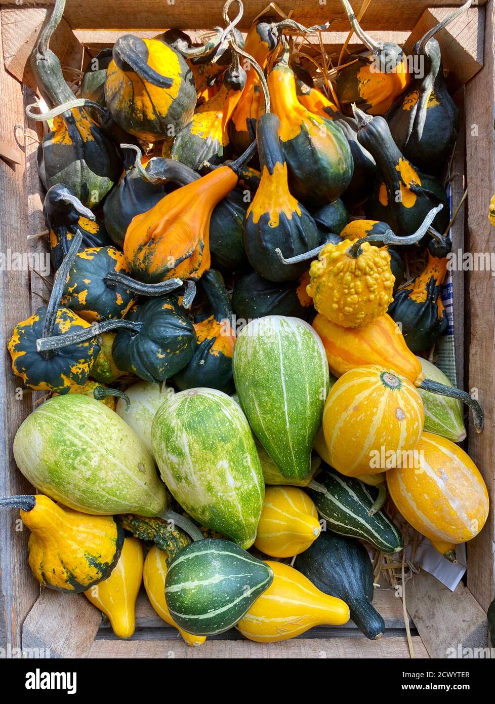 Citrouilles colorées sur un marché en Suisse Banque D'Images