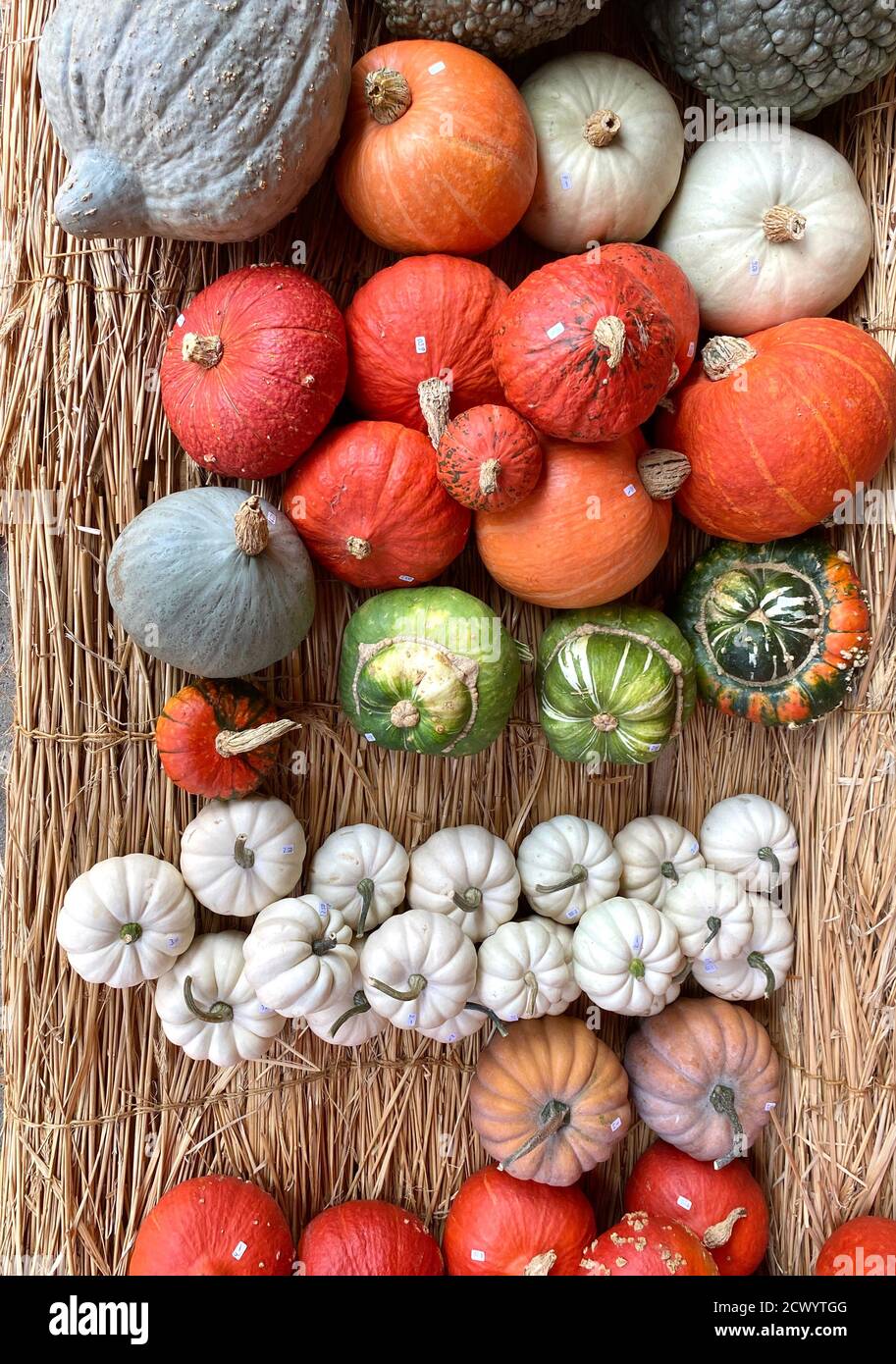 Citrouilles colorées sur un marché en Suisse Banque D'Images