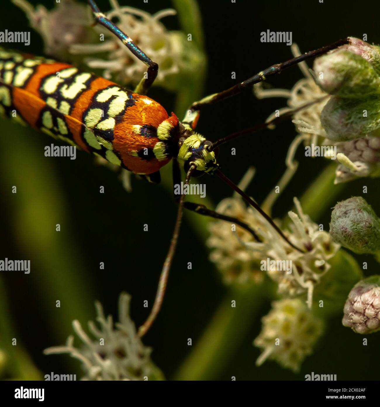 Image macro d'une Moth Ailanthus Webworm (Atteva Aurea) sur un boneset commun blanc. Ce papillon est agrémenté de magnifiques ailes orange veloutées avec un motif floral blanc Banque D'Images