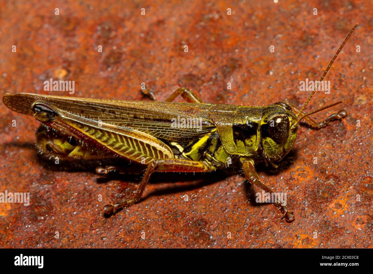 Image macro d'un sauterelle à pattes rouges (Melanoplus femurrubrum) sur un métal rouillé. Il est utilisé dans les études sur le changement climatique en raison de son fe Banque D'Images