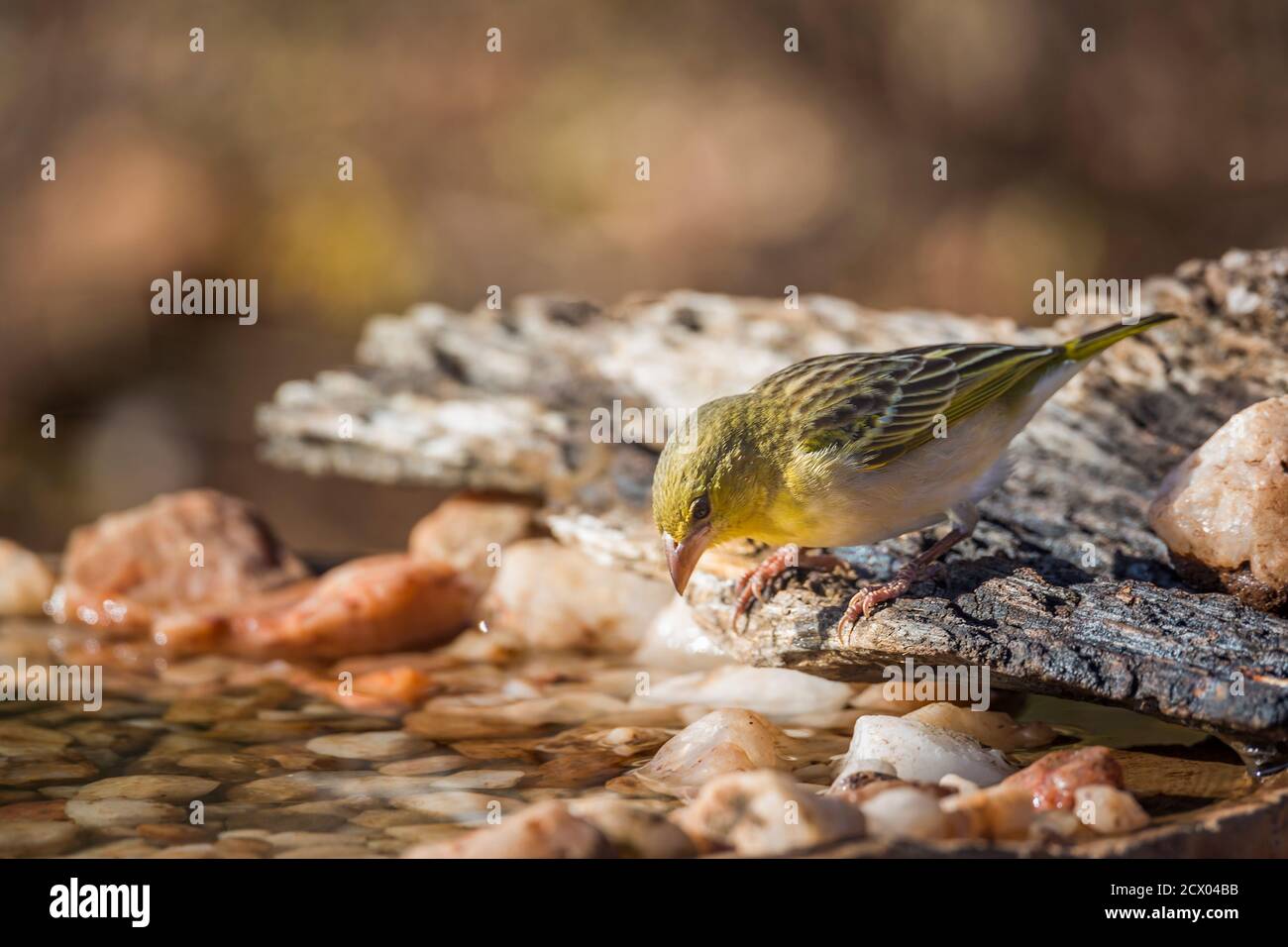 Village weaver buvant dans un trou d'eau dans le parc national Kruger, Afrique du Sud ; famille de Ploceus cucullatus de Ploceidae Banque D'Images