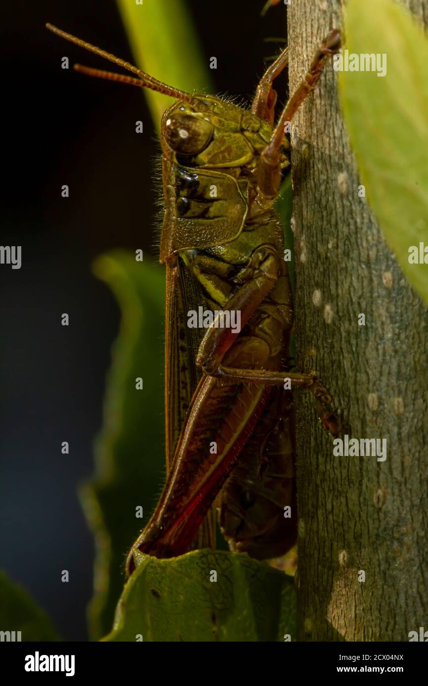 Image macro d'un sauterelle à pattes rouges (Melanoplus femurrubrum) sur une branche de plante. Il est utilisé dans les études sur le changement climatique en raison de son fe Banque D'Images