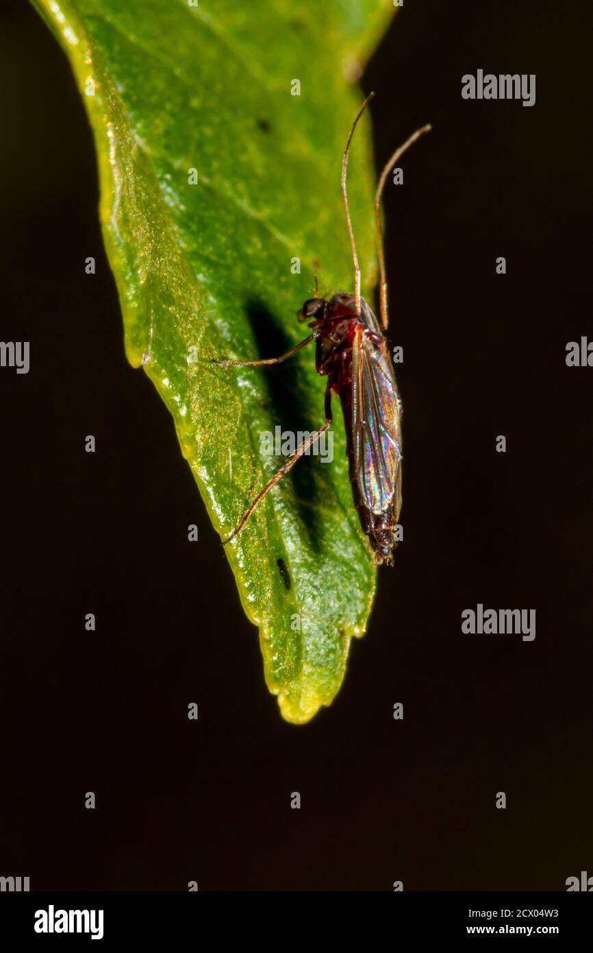 Vue latérale d'une mouche à pattes (membre de Micropezidae) debout sur quatre pattes d'une feuille. Ces minuscules mouches sont autour de 3- 16 mm et ils élèvent leurs Banque D'Images