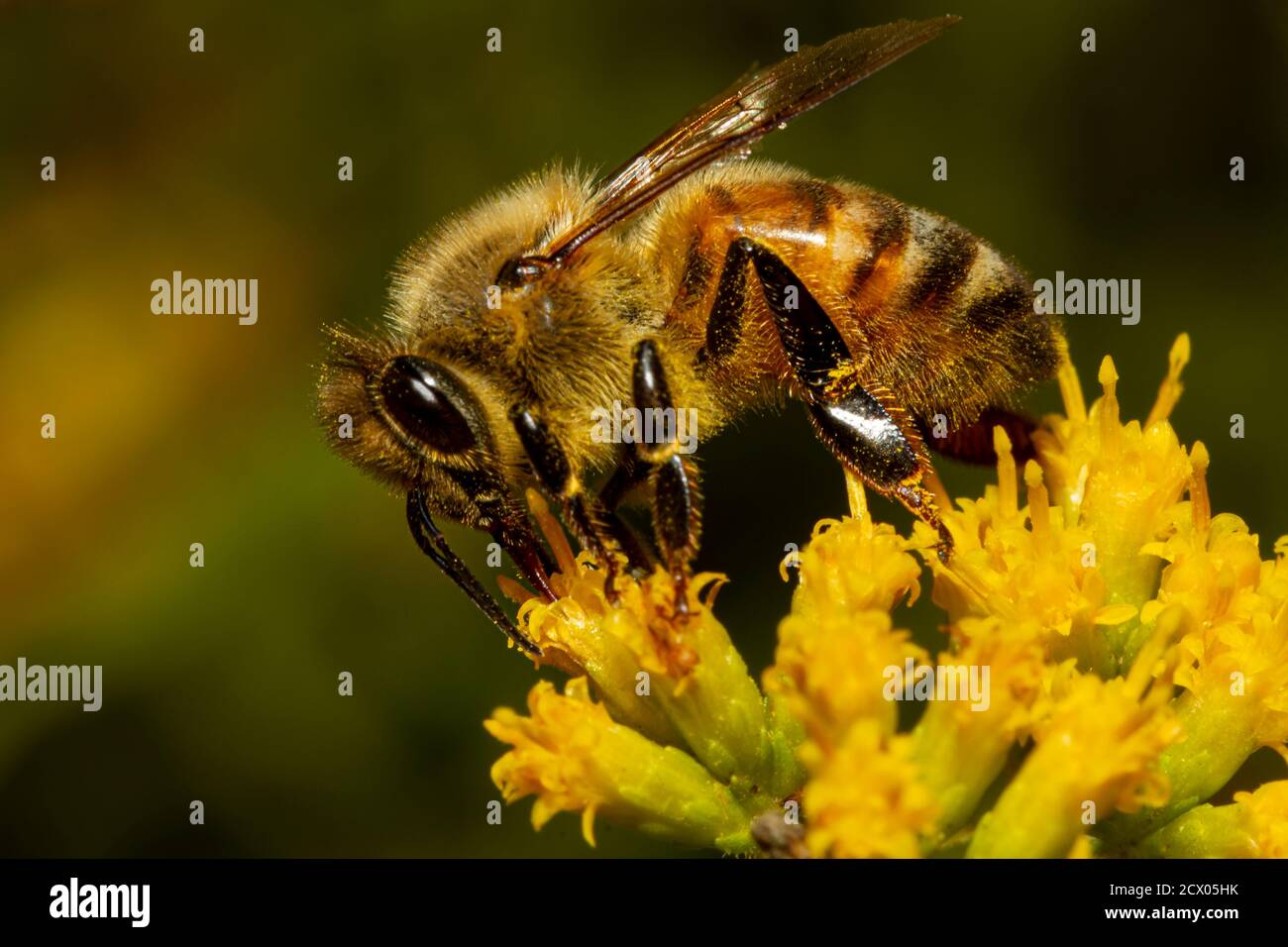 Gros plan image isolée d'une abeille marchant au-dessus d'une fleur jaune d'or tardif aspirant le nectar de chaque fleur tout en le pollinisant. L'animal est Banque D'Images