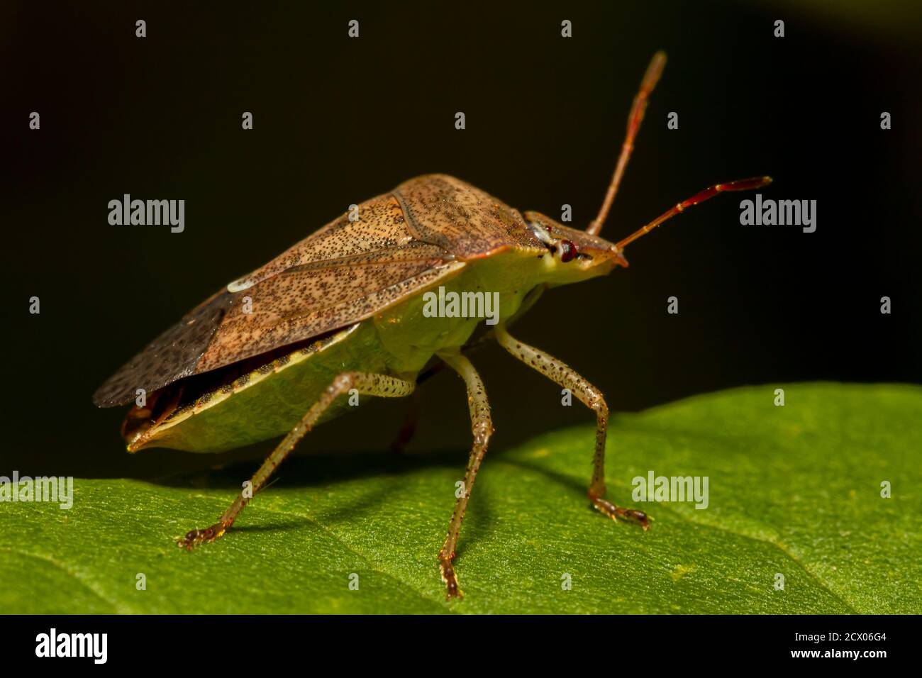 image macro d'un insecte vert du sud (nezara viridula) sur une feuille verte. Il est de couleur automnale brune. C'est un organisme nuisible économiquement important Banque D'Images