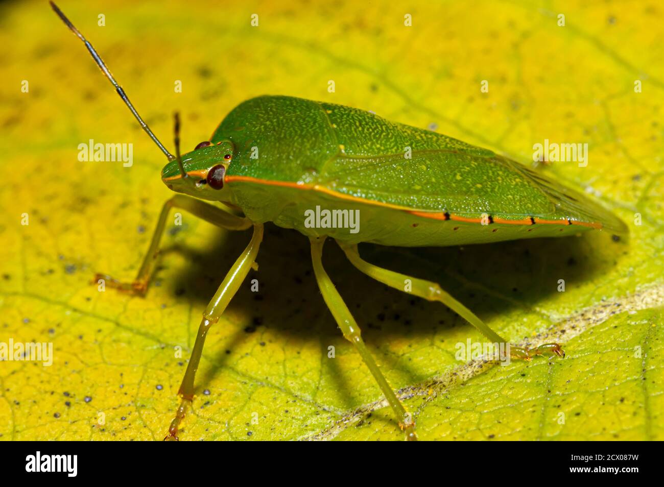 image macro d'un insecte vert du sud (nezara viridula) sur une feuille jaune dans le parc national shenandoah. C'est un organisme nuisible économiquement important que f Banque D'Images