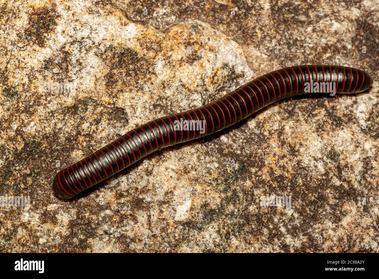 Gros plan image macro isolée d'un Narceus americanus (American Giant millipede) un arthropode originaire de la partie est de l'amérique du Nord. C'est un ver li Banque D'Images