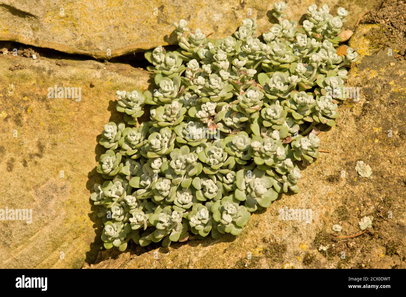 Sedum spatulifolium 'Cape Blanco' Banque D'Images