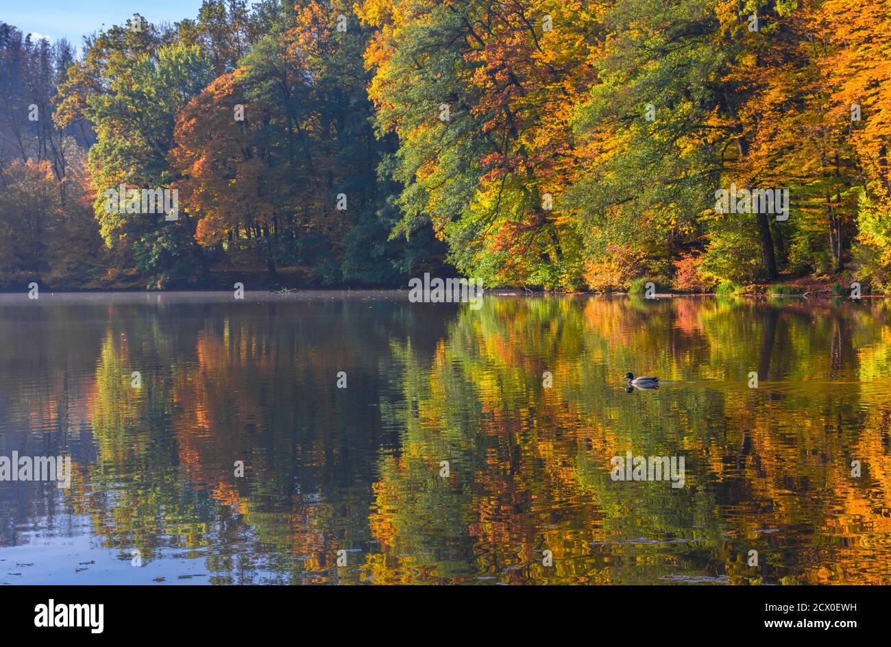 Matin d'automne au lac Thal près de Graz, région de Styrie, Autriche Banque D'Images