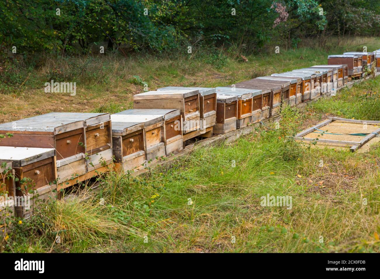 Rangée de ruches en bois sur le bord de la forêt pour les abeilles sauvages. Banque D'Images